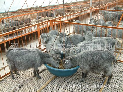 黑毛猪 从原产地到餐桌的农林特产瑰宝