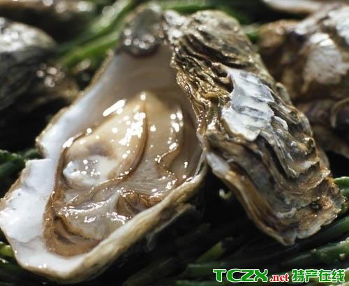 海蛎子是哪里的特产？探秘中国海蛎子核心产地与风味